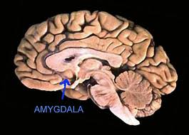 Gambar 2 Anatomi Daerah Otak Yang Diyakini menanjadi dasar munculnya 