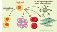 Stem Cell yang bersumber dari tubuh manusia