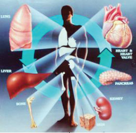 Beberapa organ yang dapat di transplantasikan