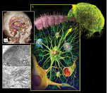 Pemanfaatan Stem Cell Pada Pengobatan Kelainan Otak