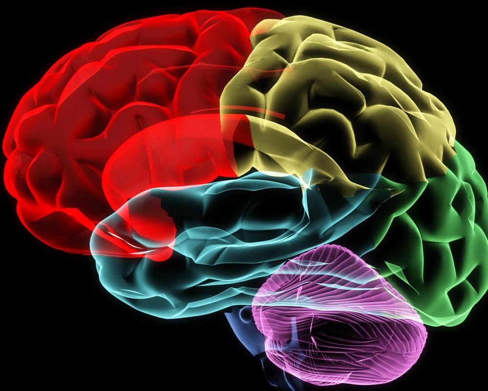 Pembagian struktur otak manusia