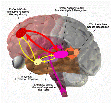 (Gambar 2 Mekanisme terjadinya memori di Otak)