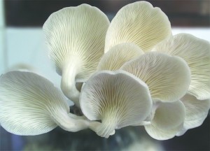 jamur kuping putih