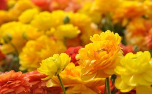 marigold-flower